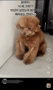 키 주사이모 인스타 속 꼼데