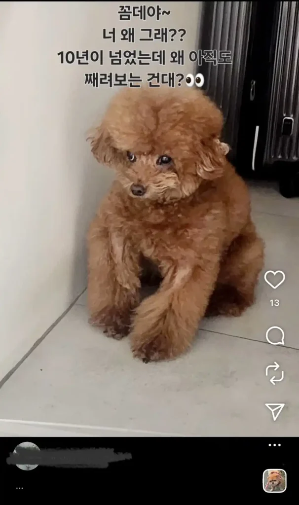 키 주사이모 인스타 속 꼼데