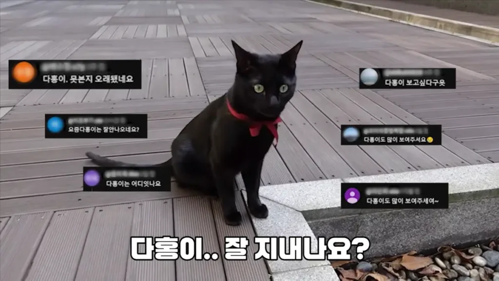 유튜브 박수홍 다홍이 근황