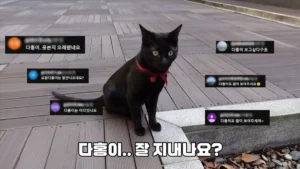 유튜브 박수홍 다홍이 근황
